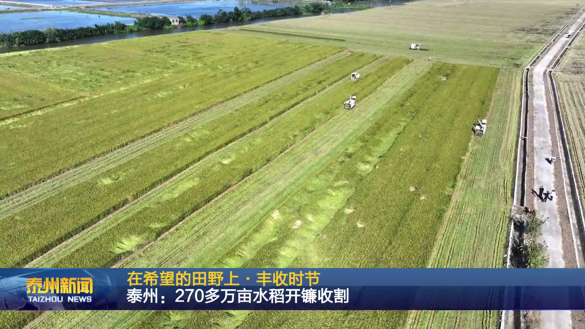 在希望的田野上·丰收时节  泰州：270多万亩水稻开镰收割